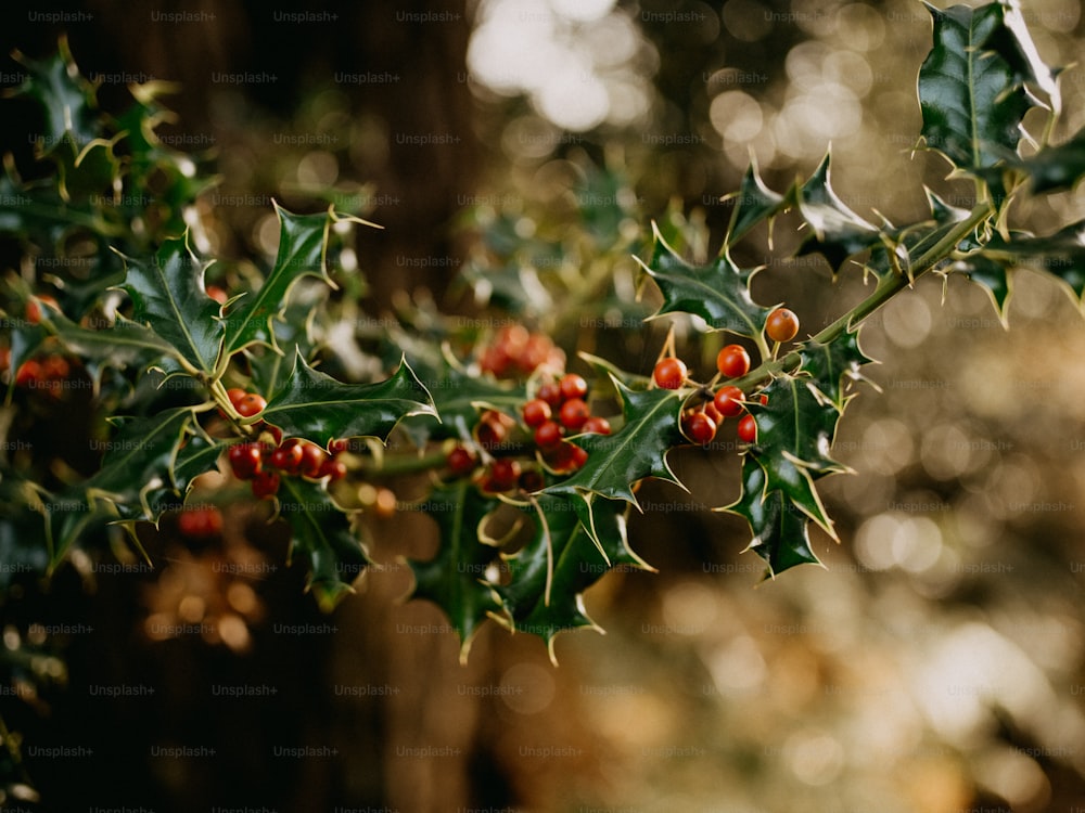 a branch of holly with red berries and green leaves