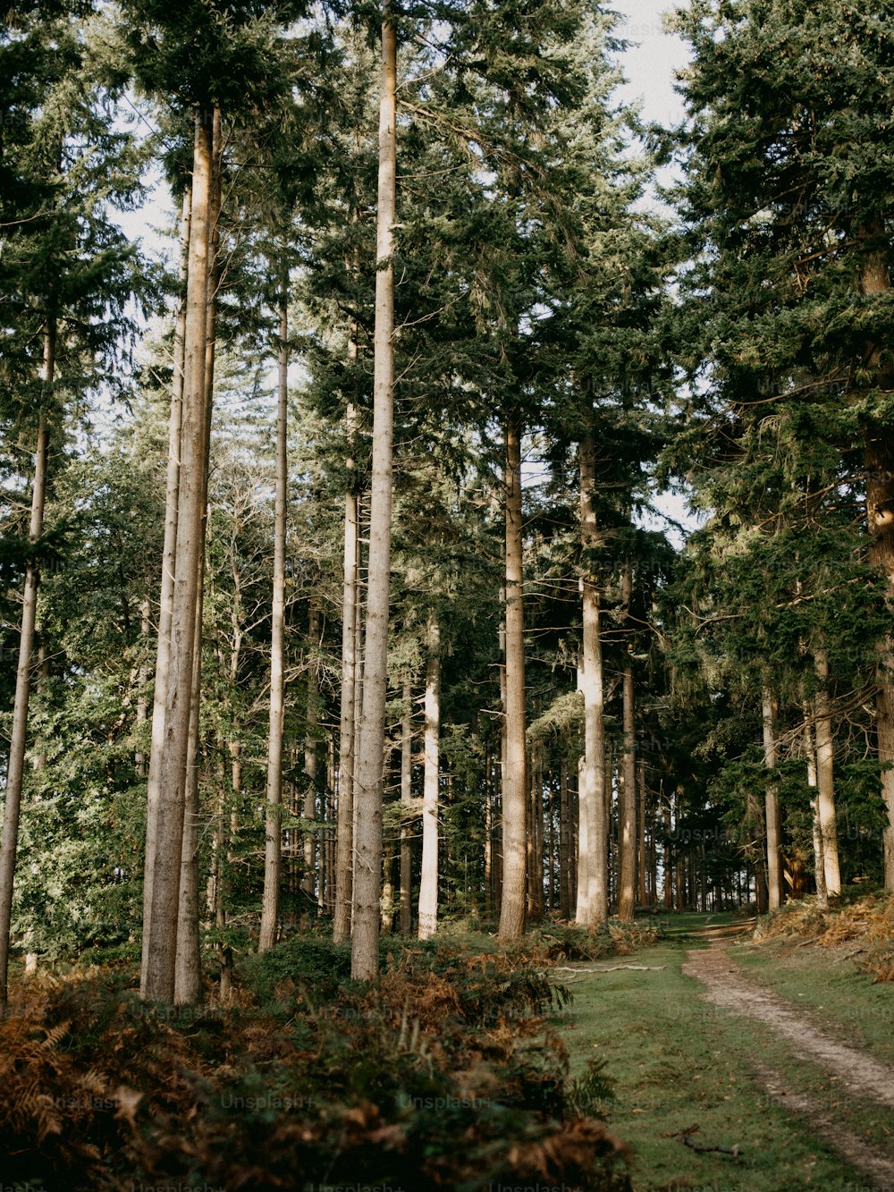 um caminho no meio de uma floresta com árvores altas