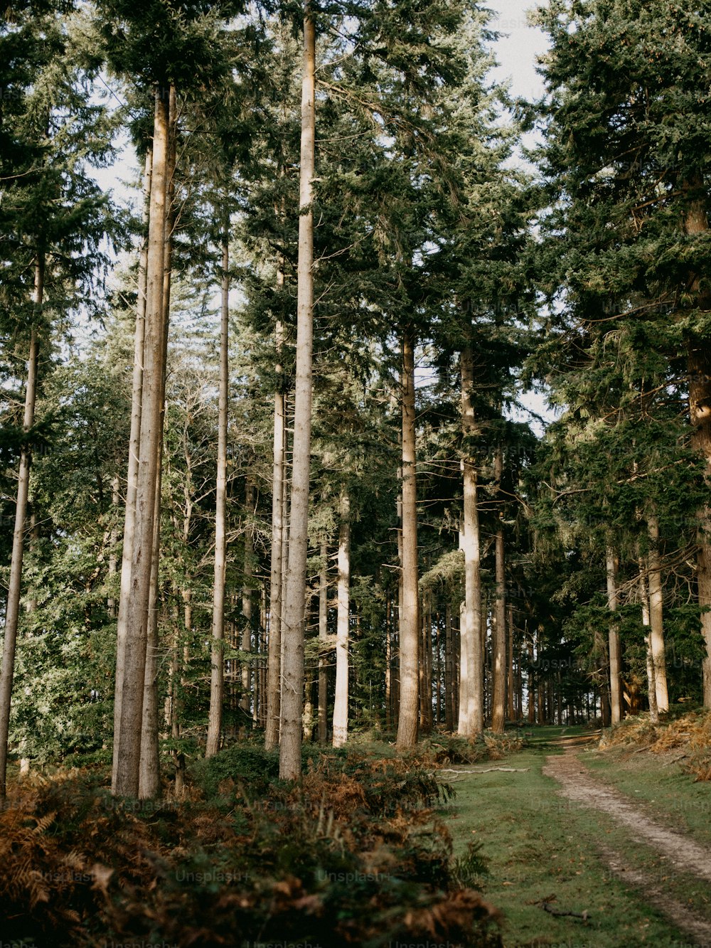 a path in the middle of a forest with tall trees