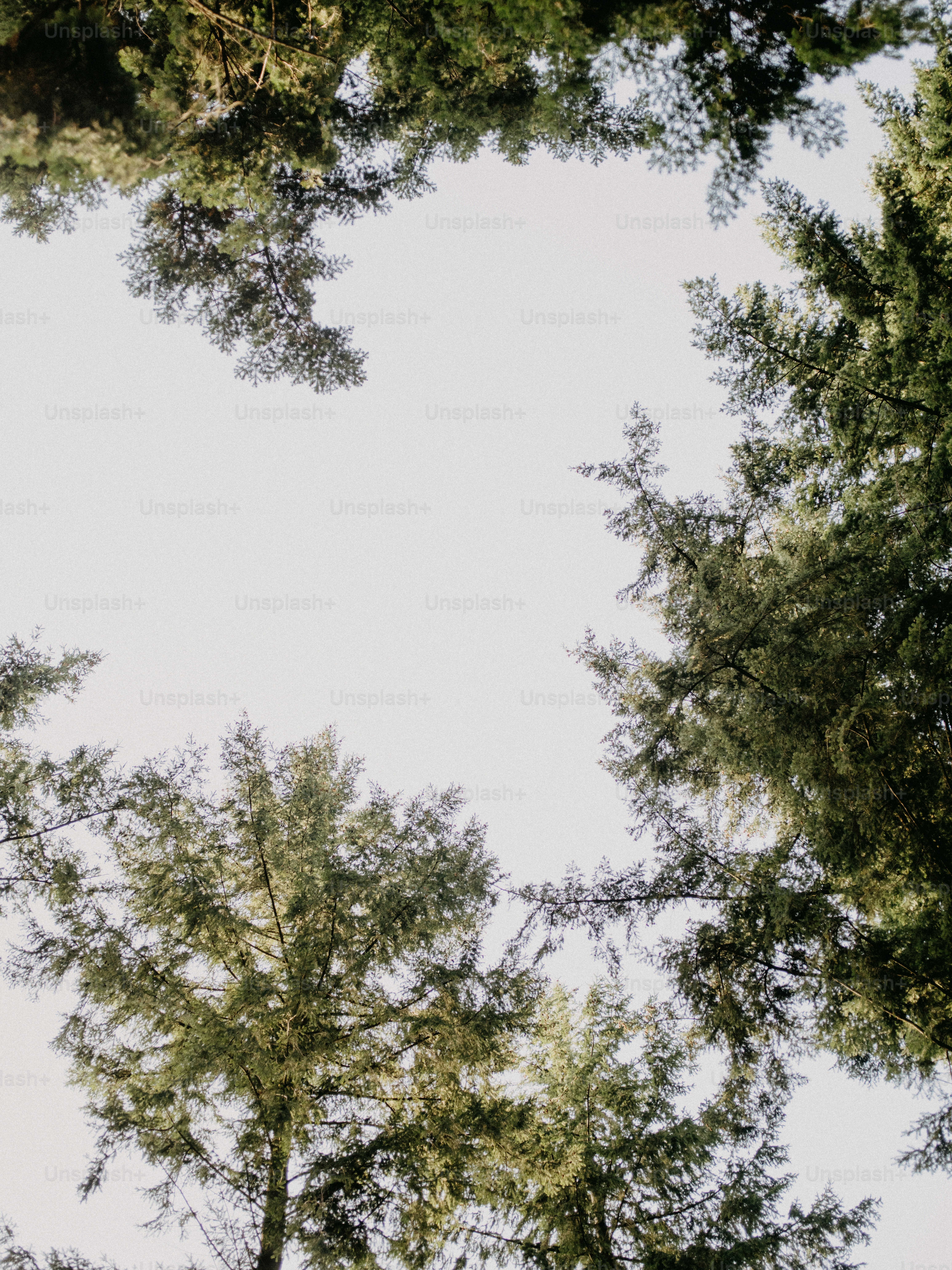 a group of trees that are standing in the grass