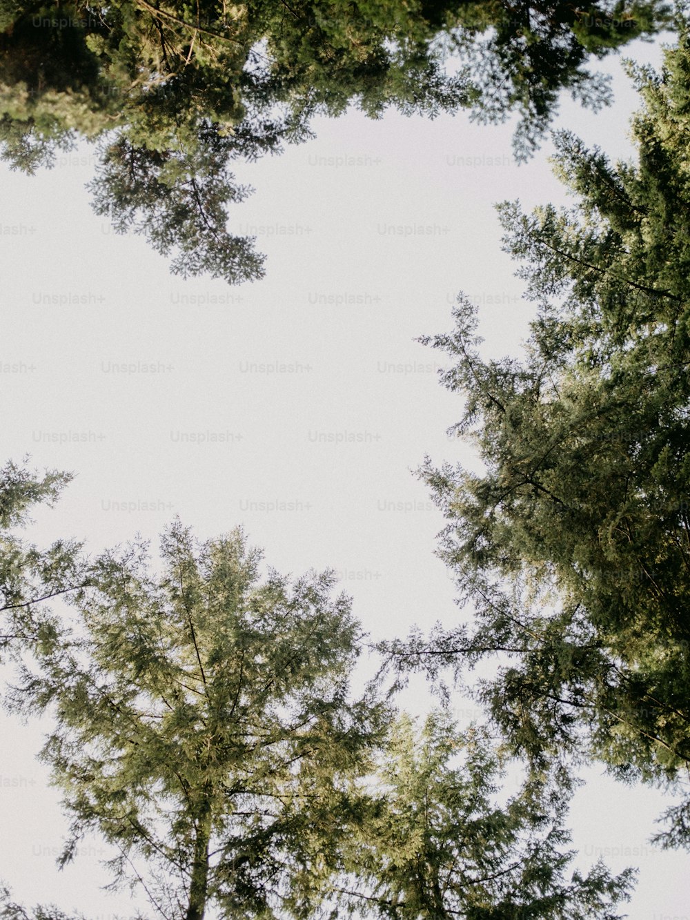 a group of trees that are standing in the grass