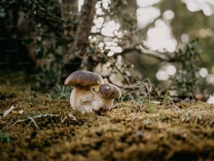 a group of mushrooms that are on the ground