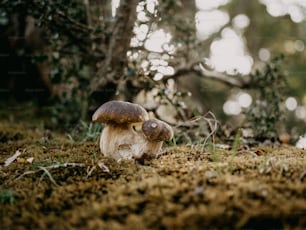 un gruppo di funghi che sono sul terreno