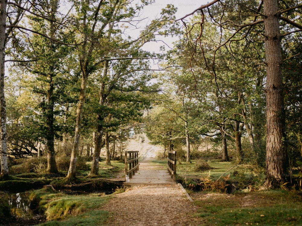 Un camino en el bosque que conduce a un puente