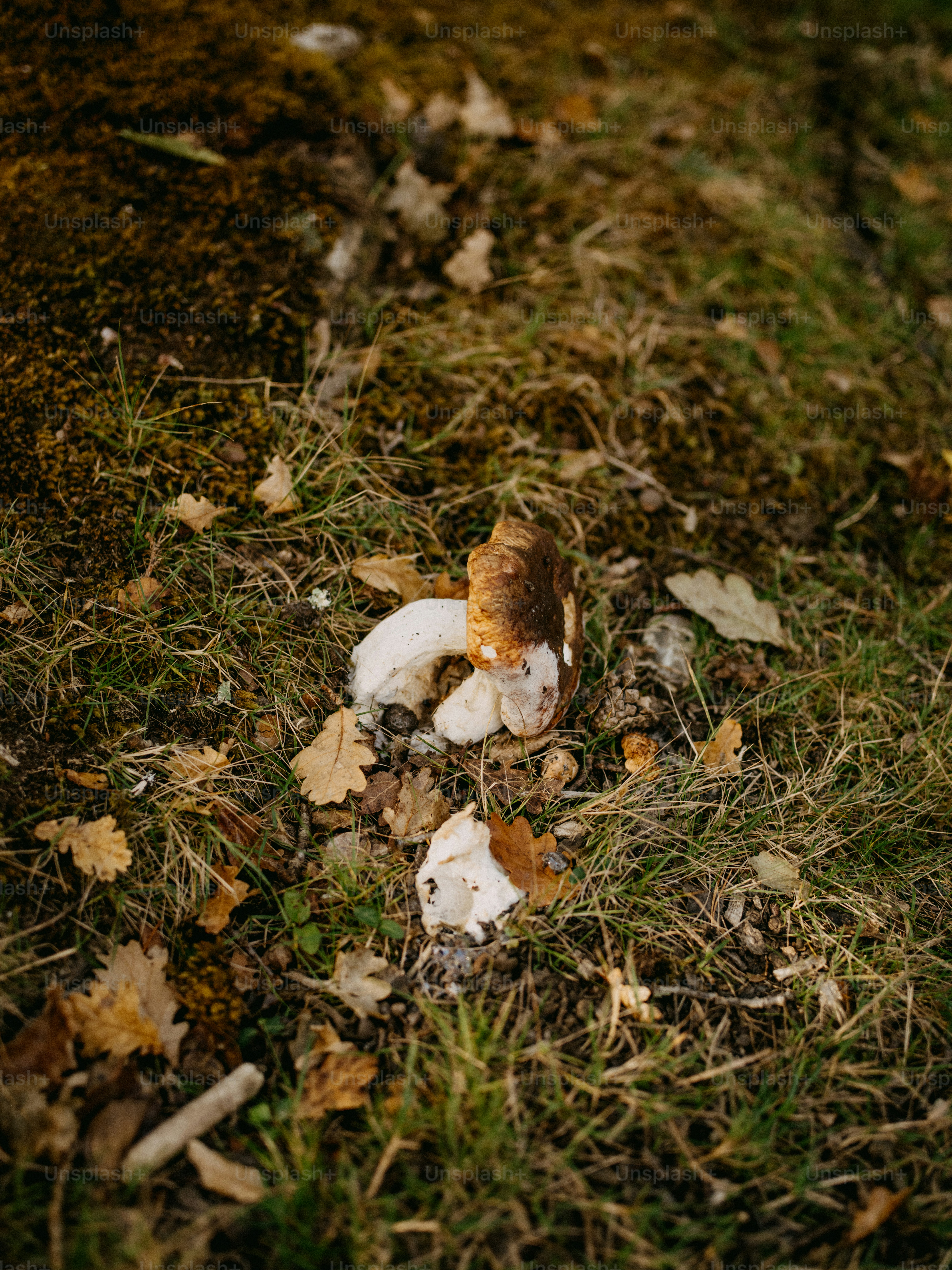a cat laying on top of a pile of leaves