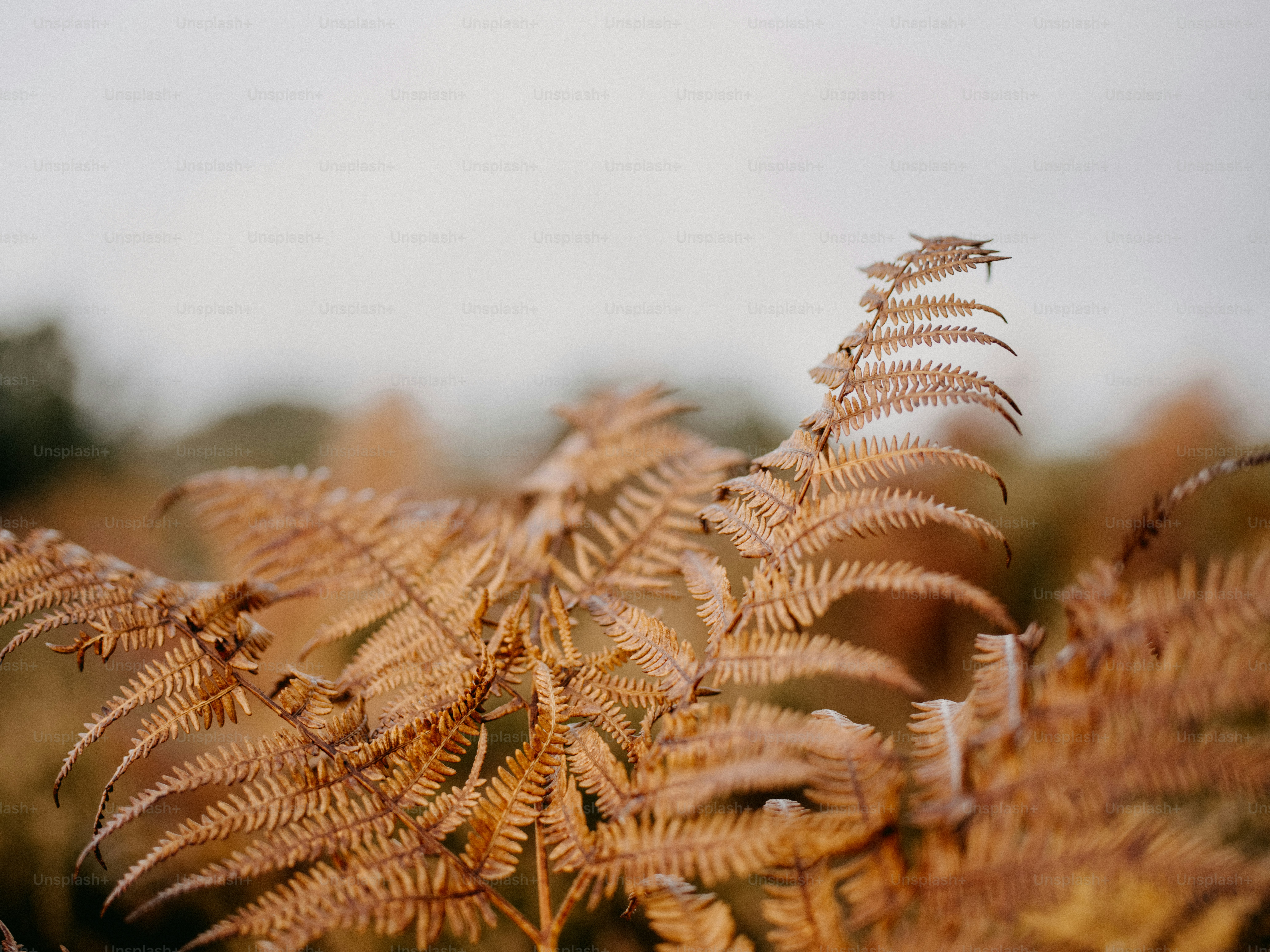 a close up of a plant with a sky in the background