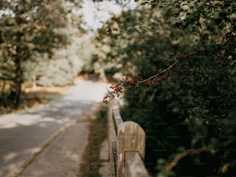 una valla de madera junto a un frondoso bosque verde