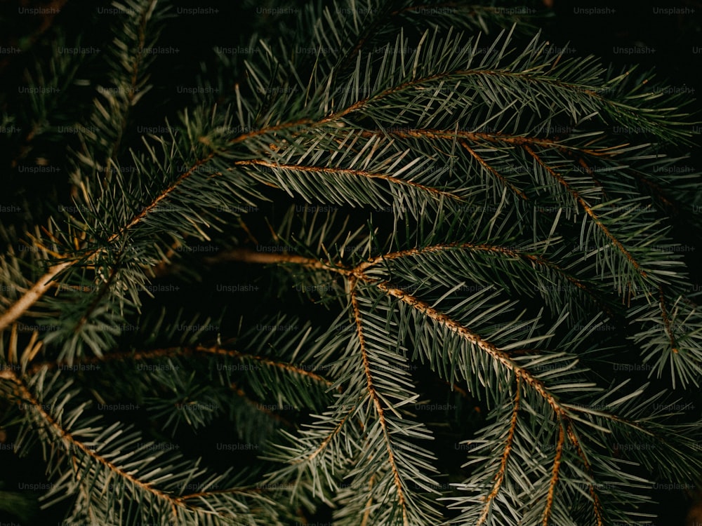 a close up of a pine tree branch