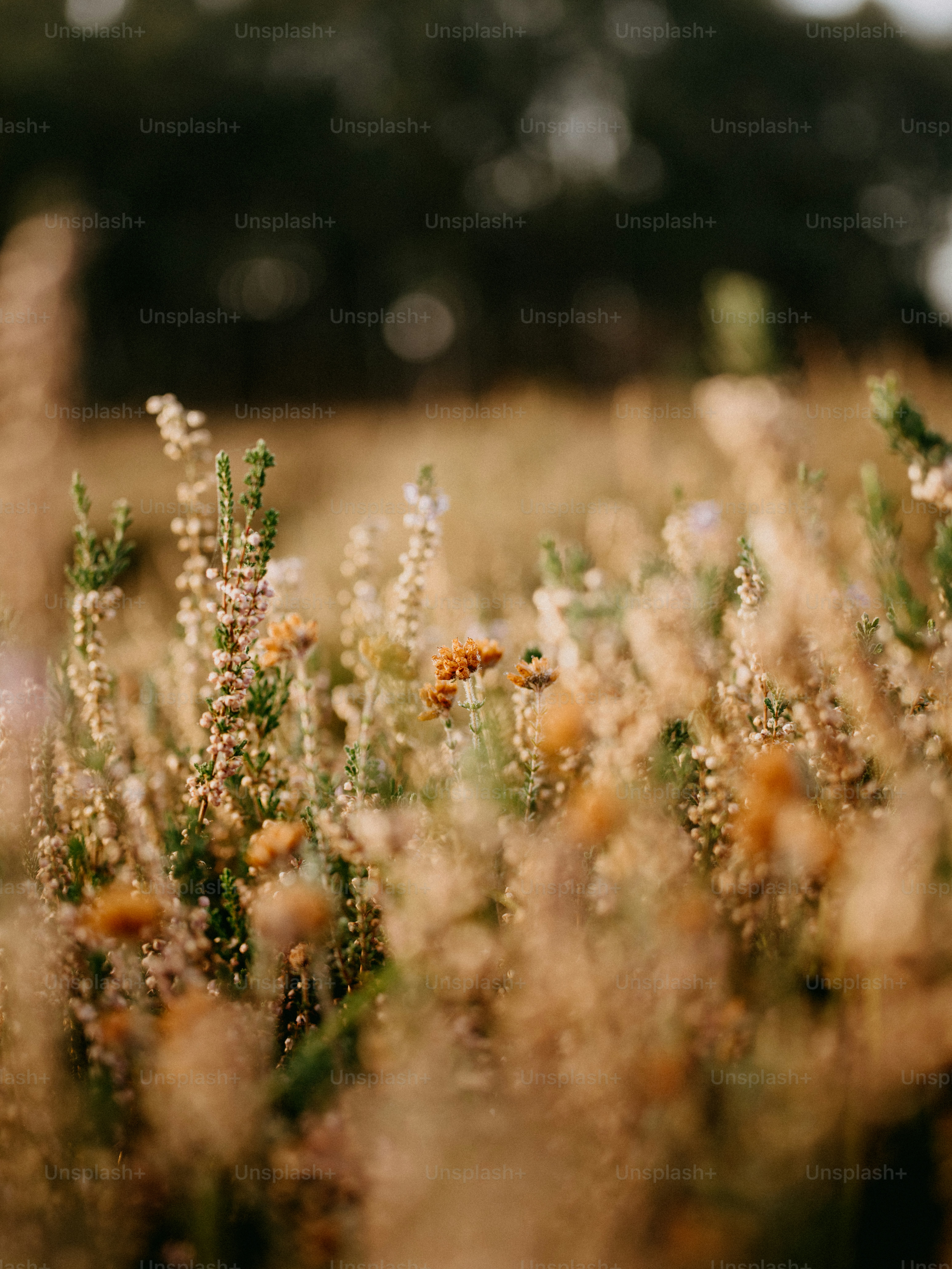 ein Haufen Pflanzen, die im Gras sind