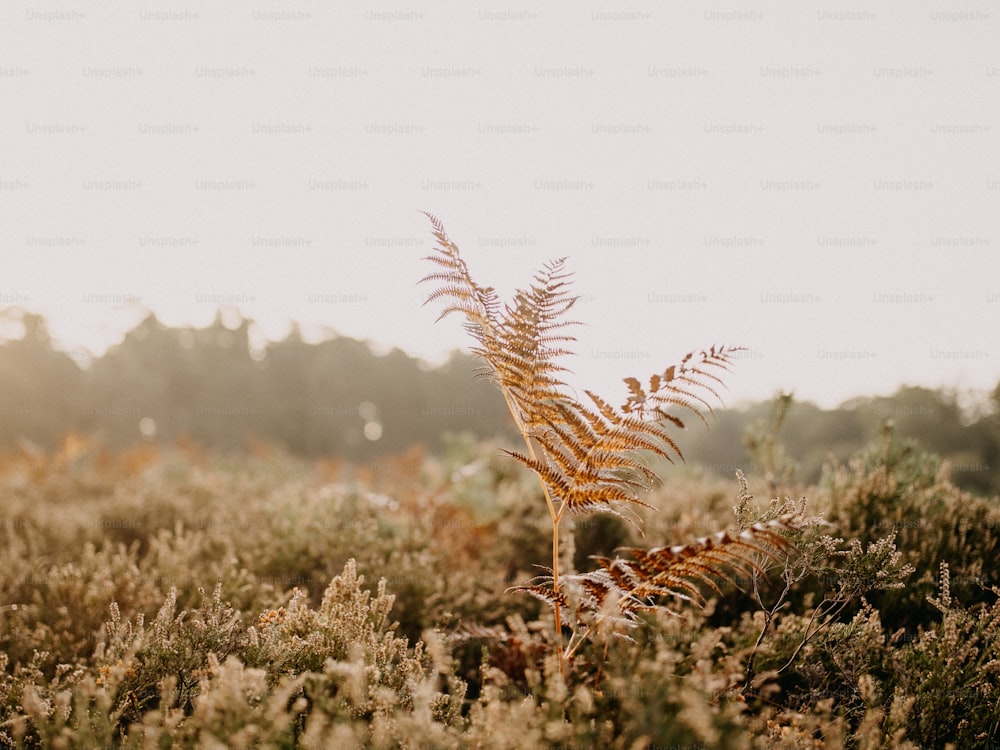 a plant in the middle of a field with trees in the background