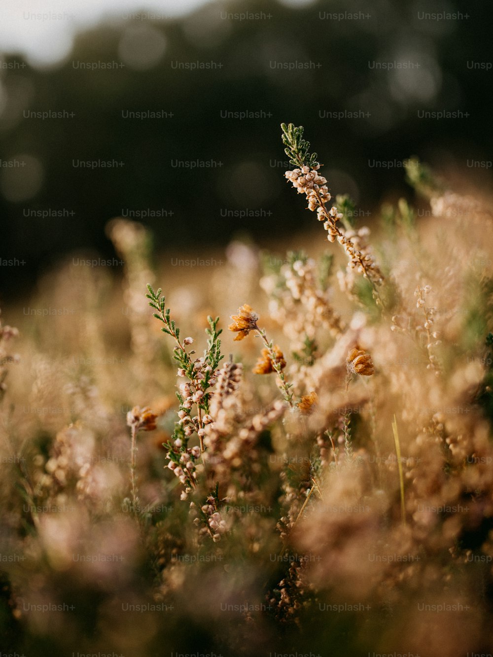 a bunch of flowers that are in the grass