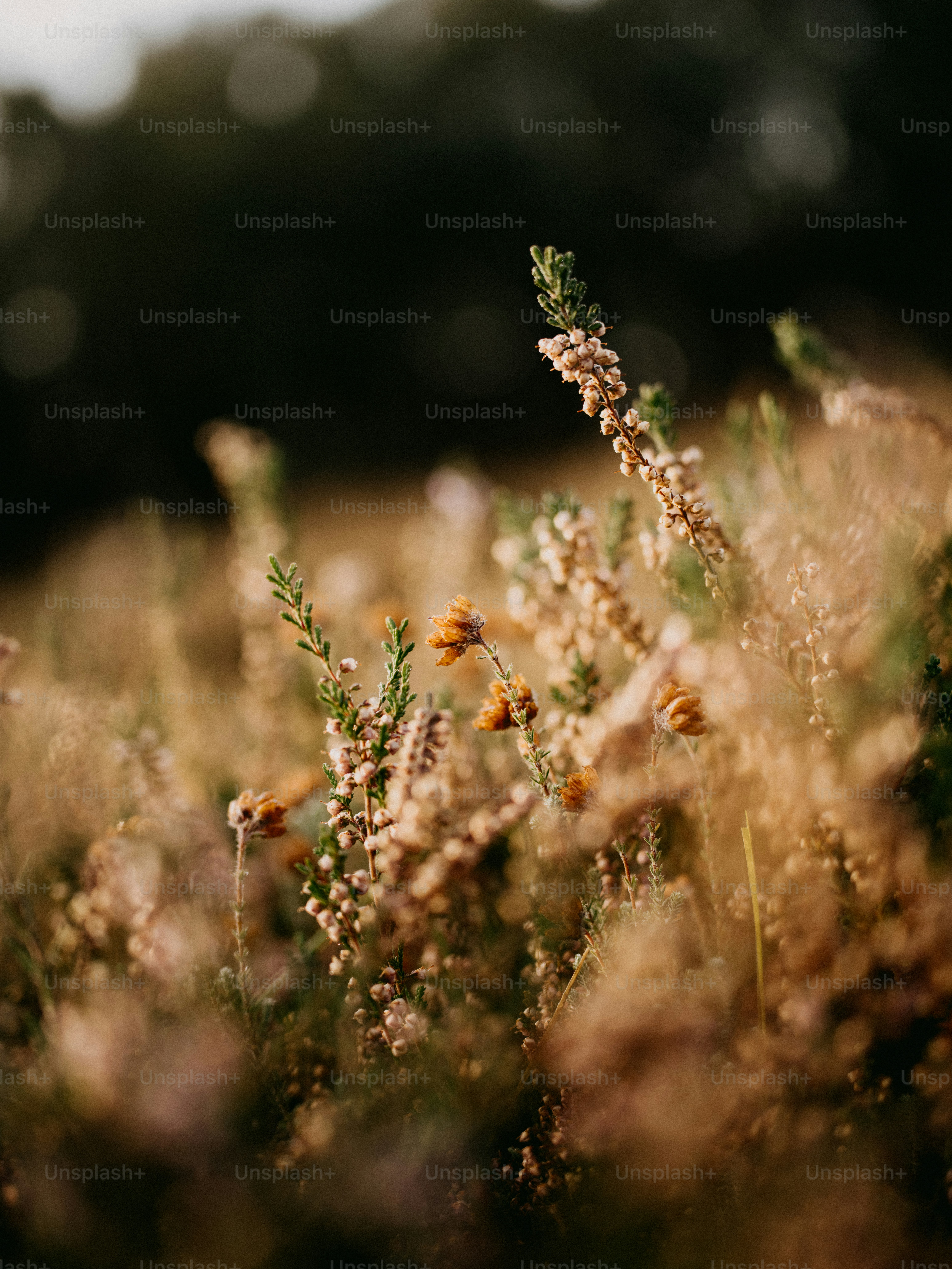 un bouquet de fleurs qui sont dans l’herbe