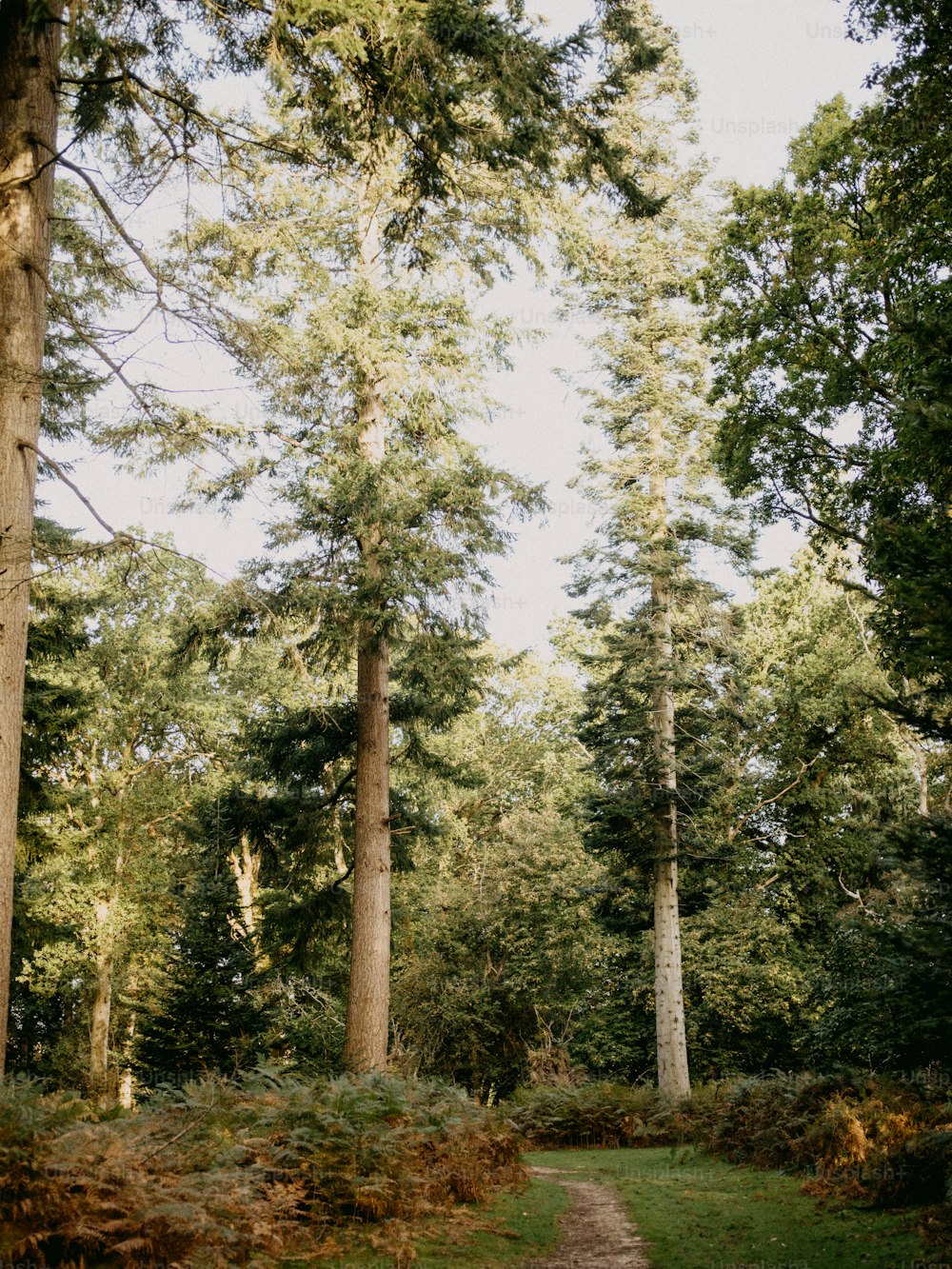 a path in the middle of a forest with tall trees