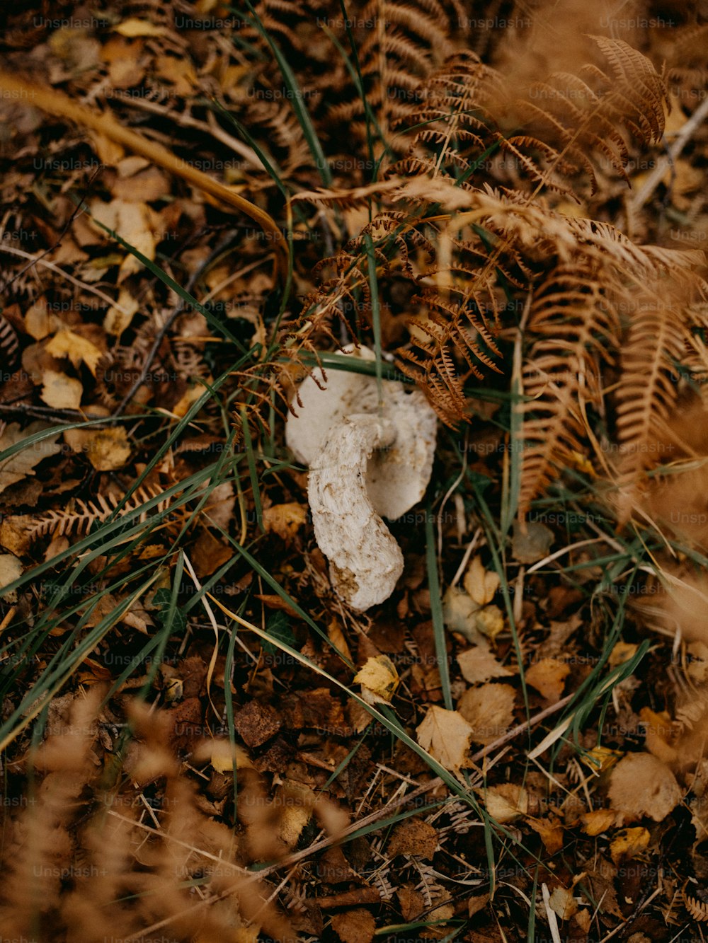 나뭇잎으로 둘러싸인 땅에 앉아있는 버섯