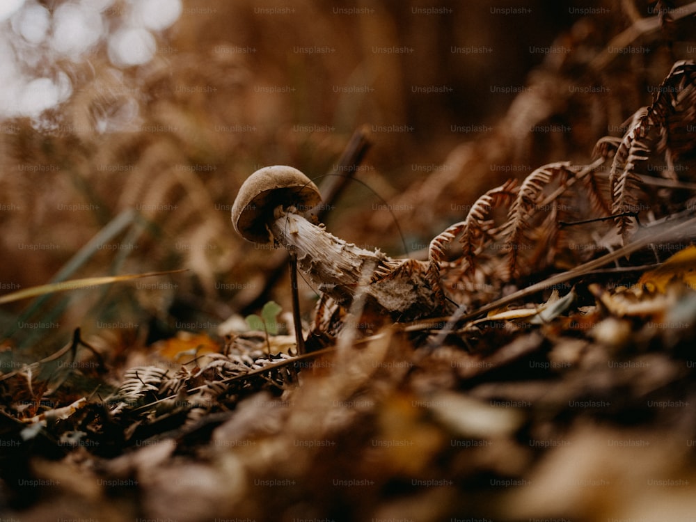 a mushroom sitting on the ground in the woods