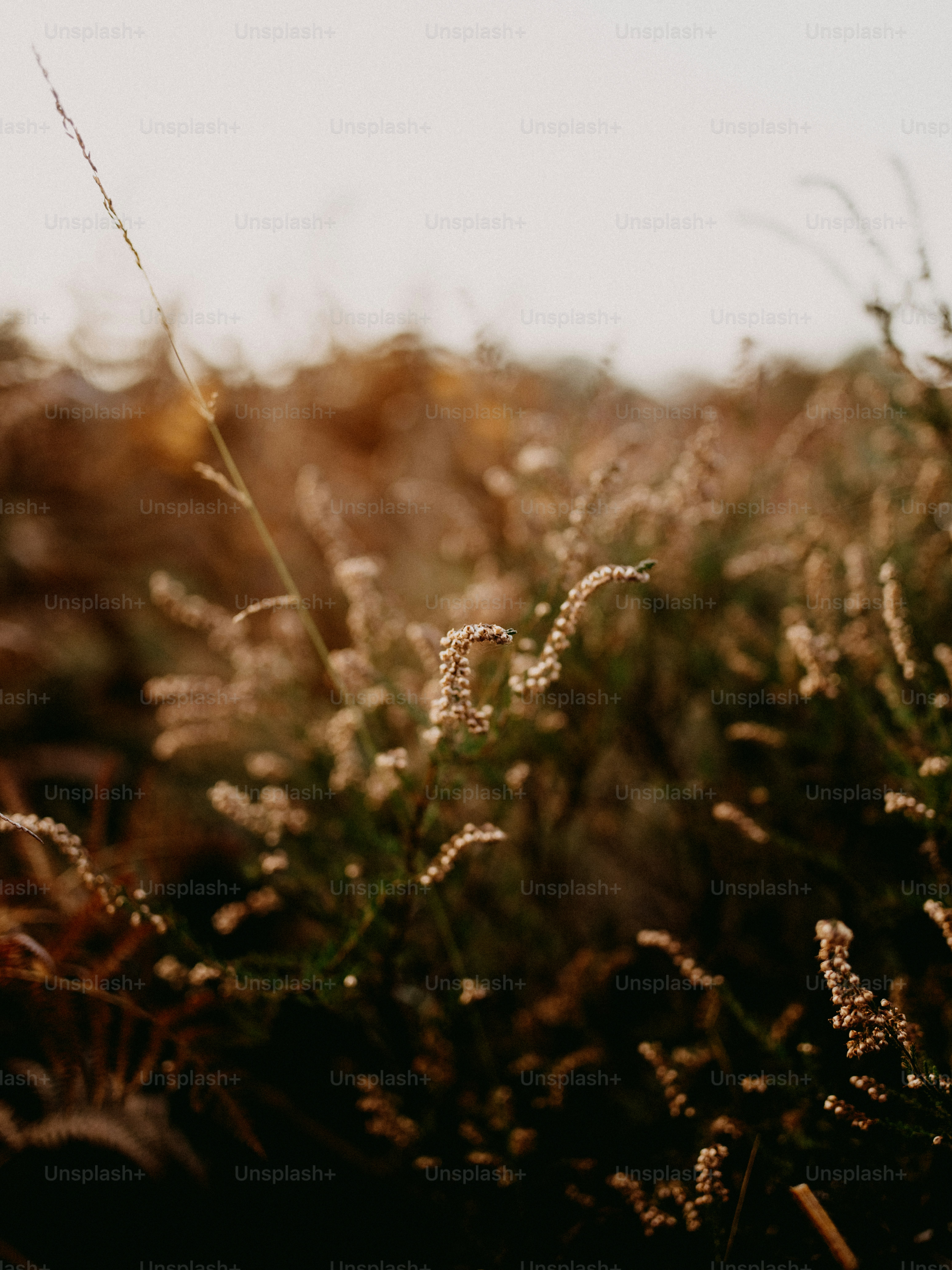 a close up of a plant with a sky in the background