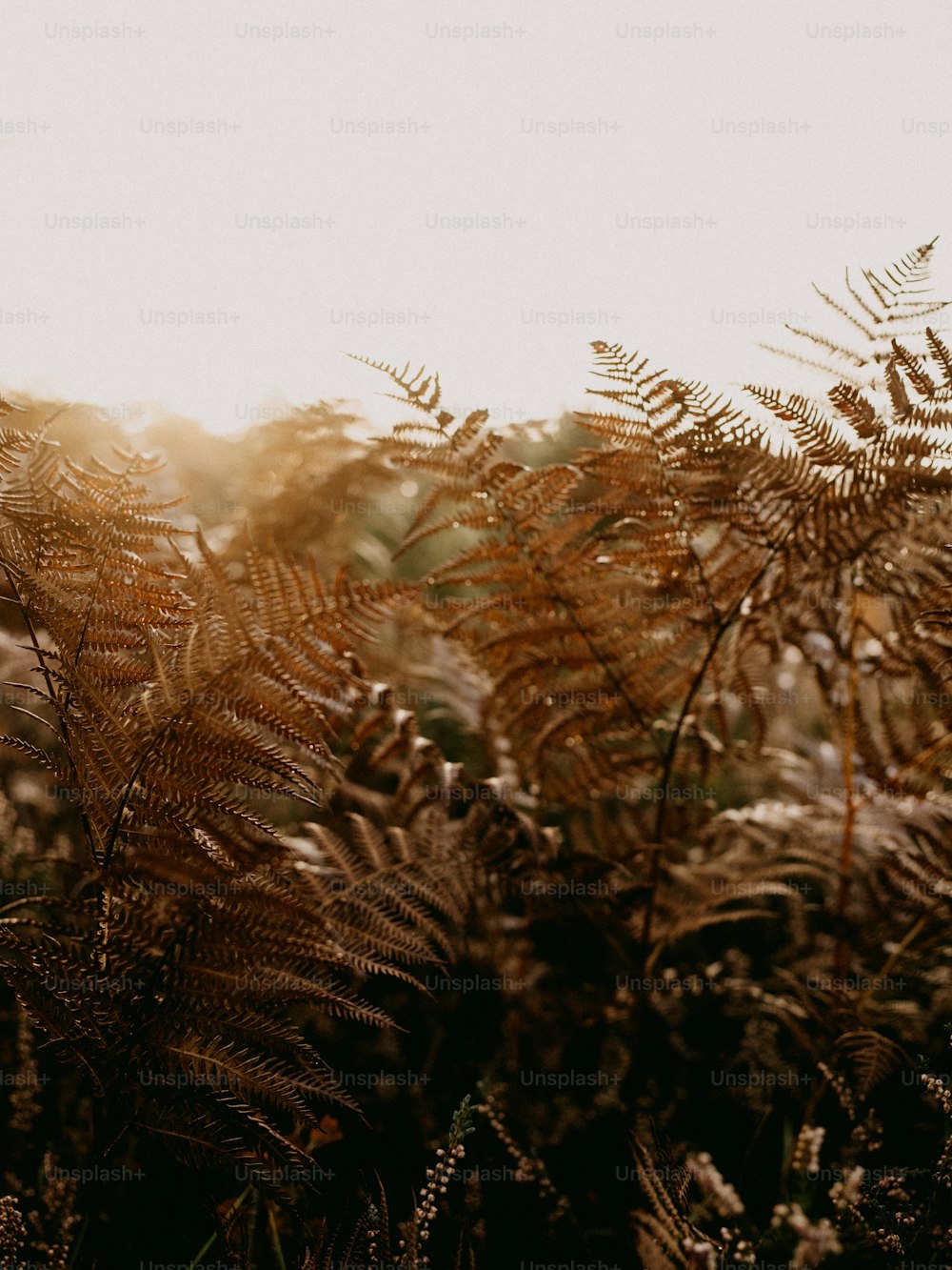 a bunch of plants that are in the grass