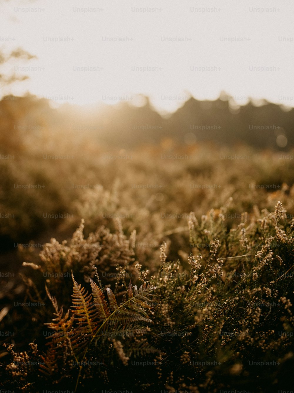 a field of grass with the sun in the background