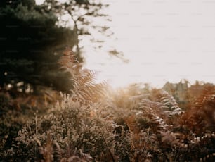 a field of tall grass with trees in the background