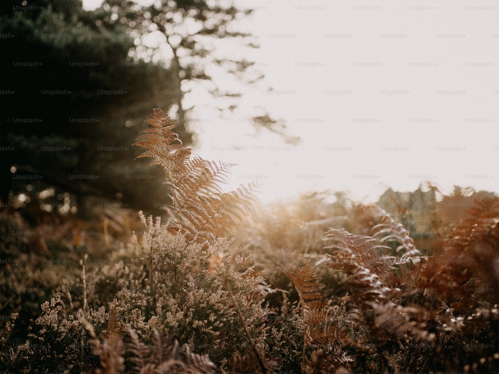 a field of tall grass with trees in the background