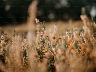 a field with lots of brown and yellow flowers