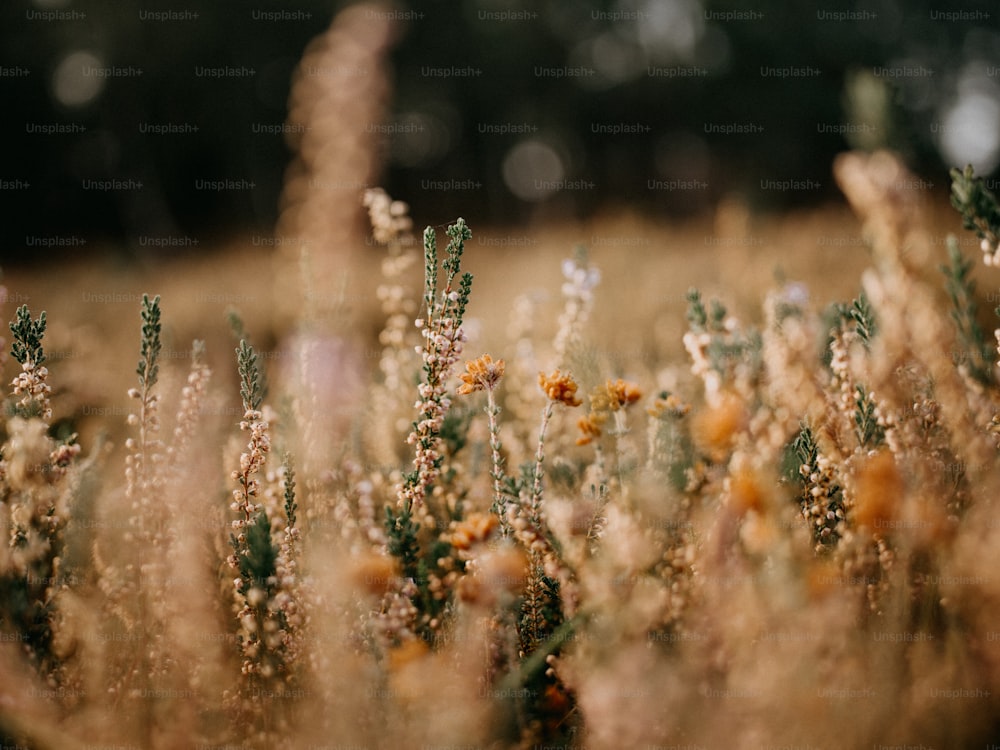 a field with lots of brown and yellow flowers