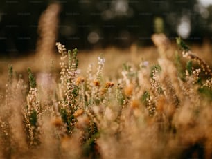 a bunch of plants that are in the grass