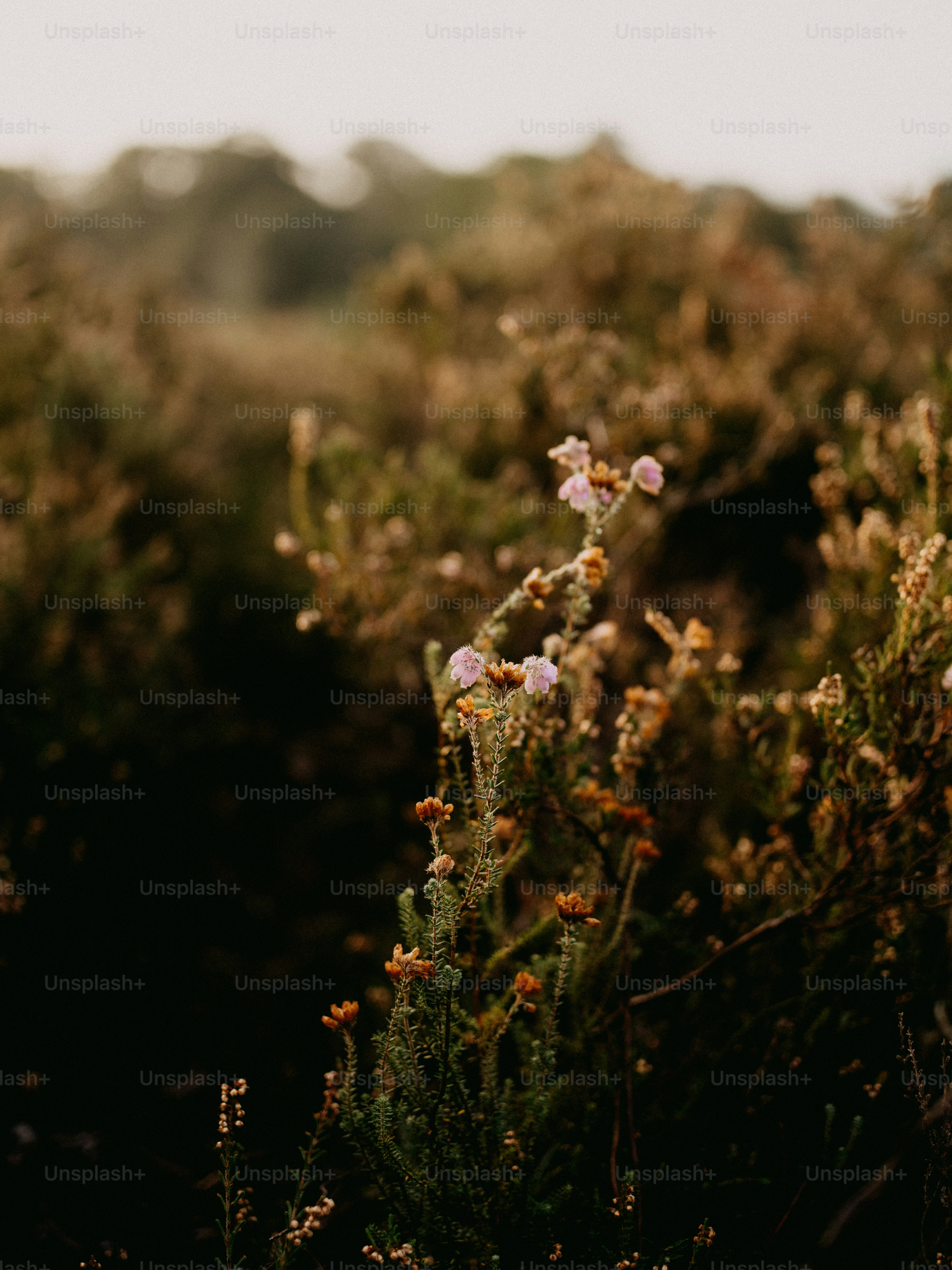 ein Feld mit einem Blumenstrauß in der Mitte