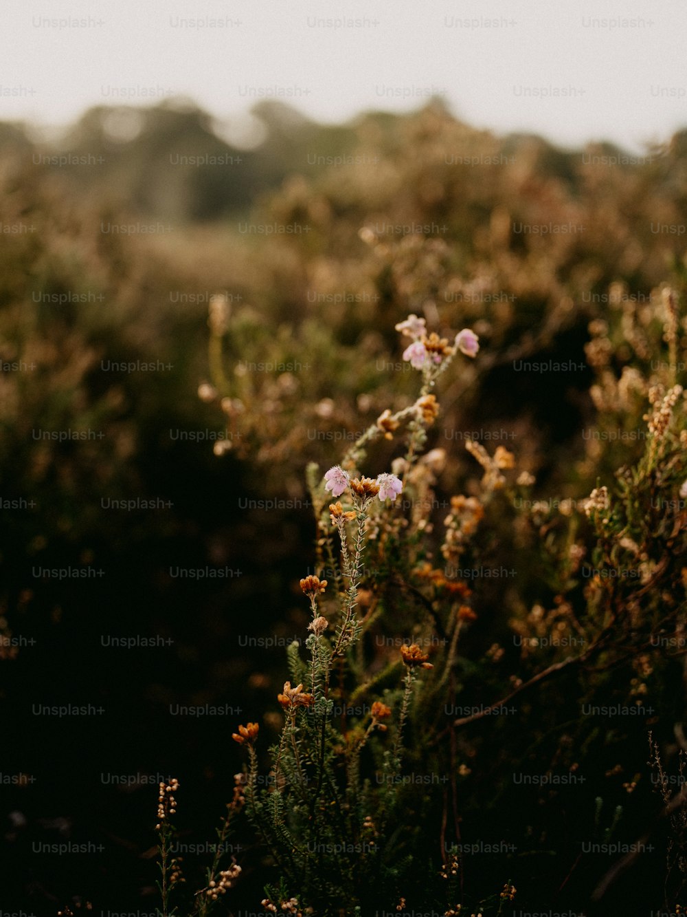 un campo con un mazzo di fiori nel mezzo