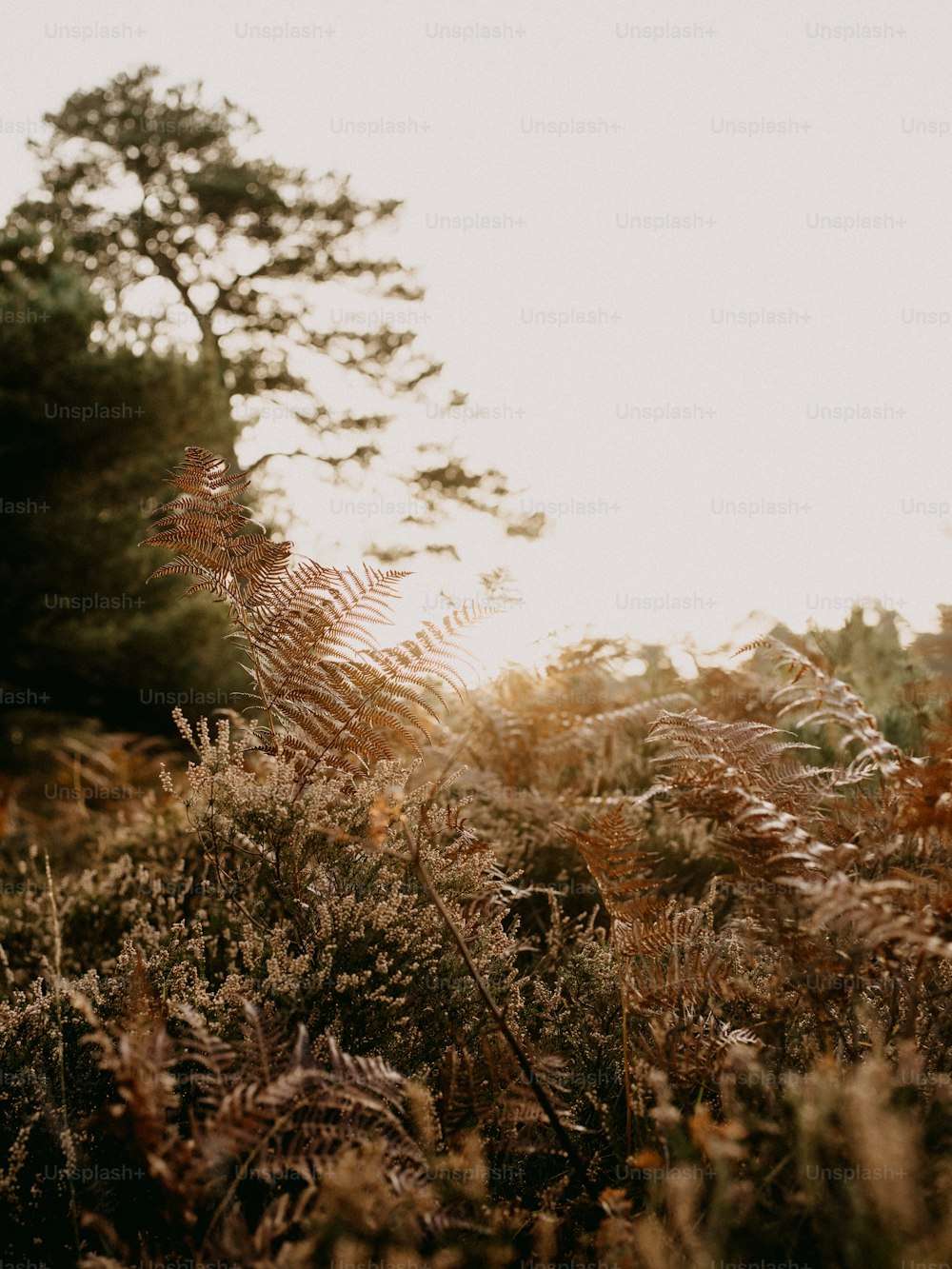 a field of tall grass with trees in the background