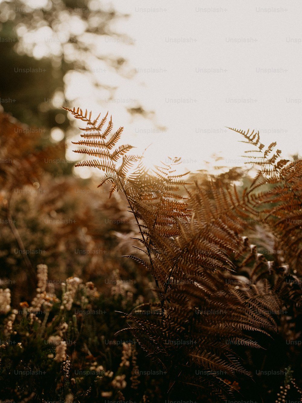 a close up of a plant with the sun in the background