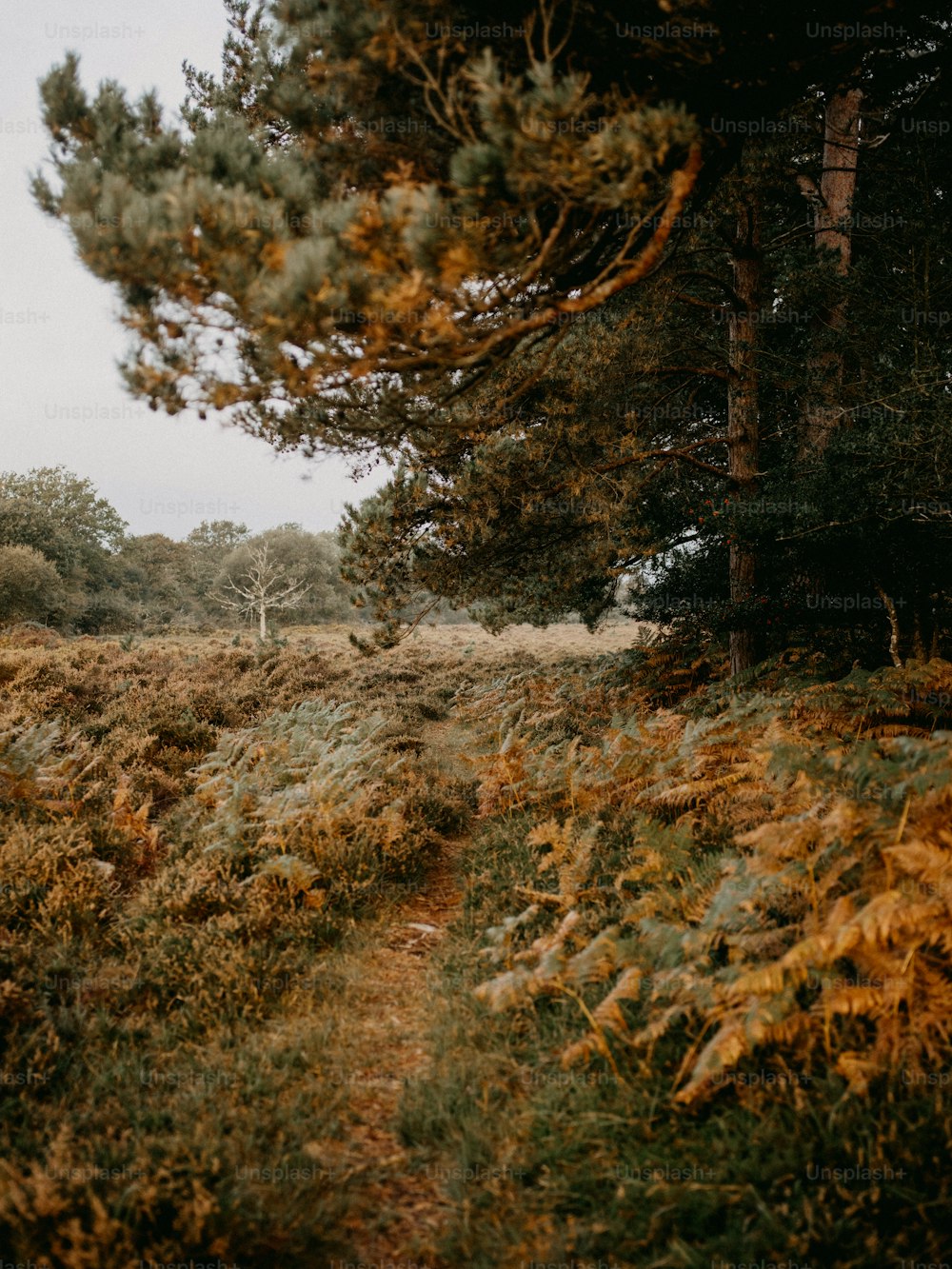 Un sentiero attraverso un campo erboso con alberi sullo sfondo