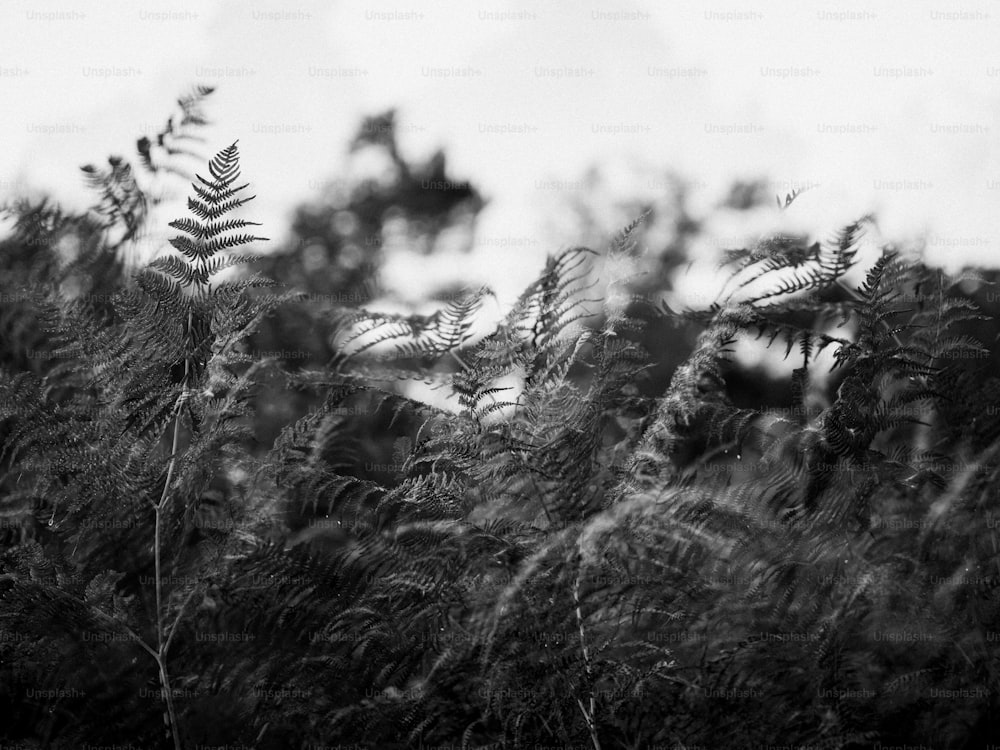 a black and white photo of some plants