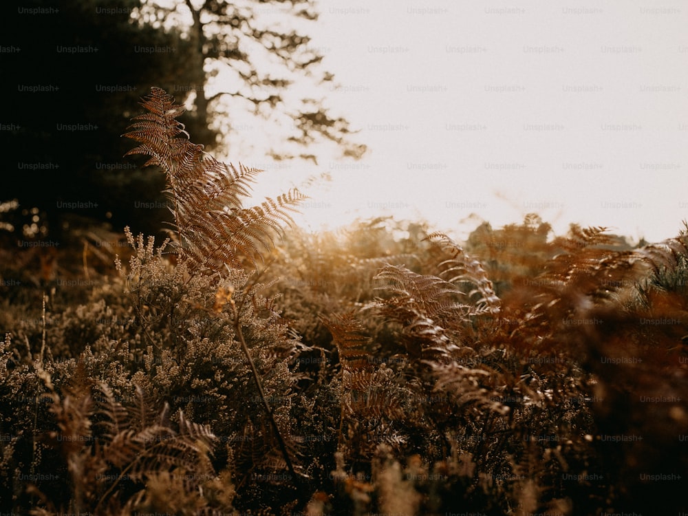 a field of tall grass with trees in the background