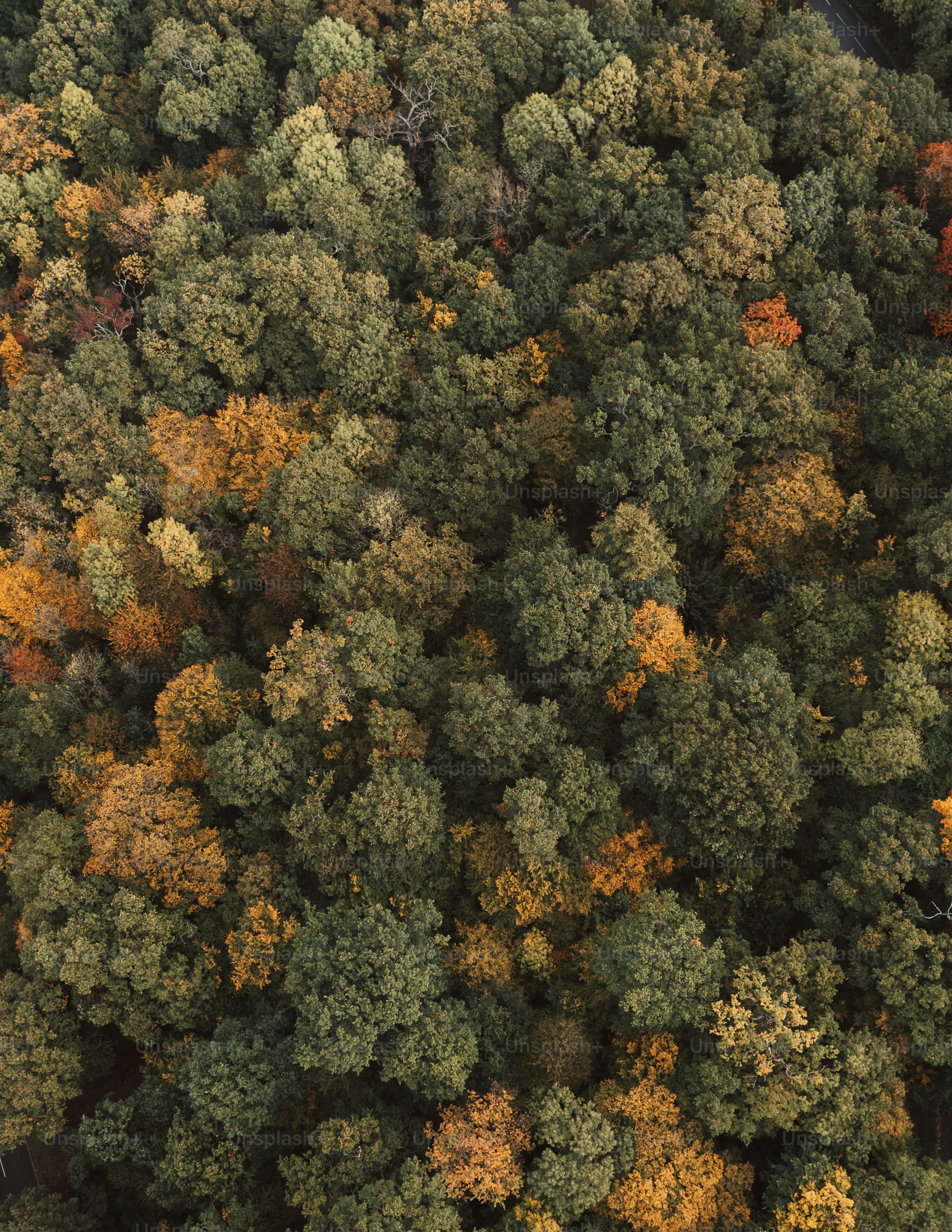 an aerial view of a forest with lots of trees