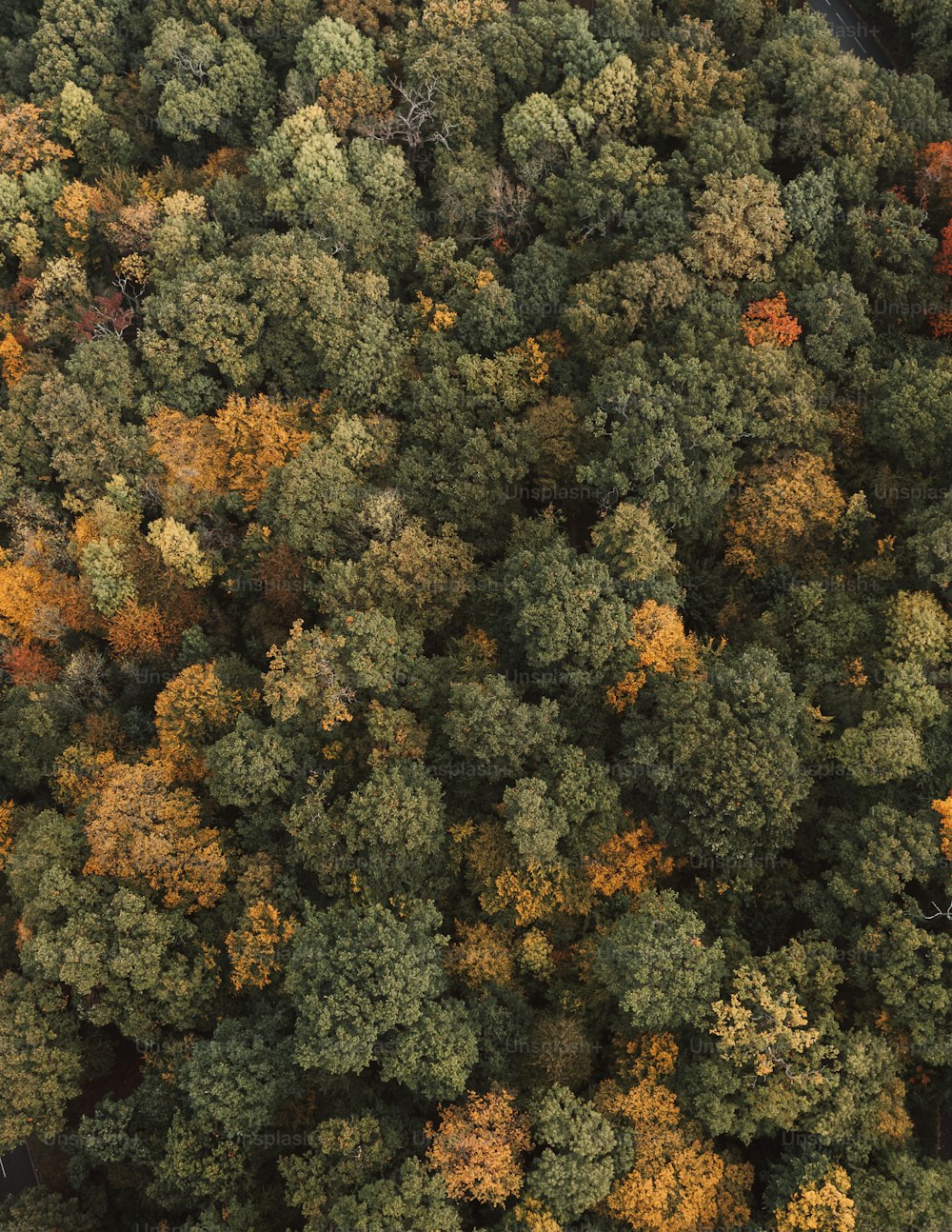 Vista aérea de uma floresta com muitas árvores