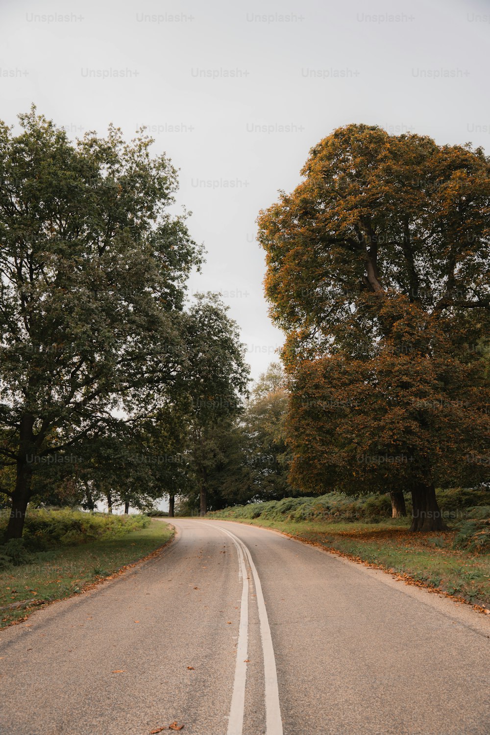 une route vide avec des arbres des deux côtés