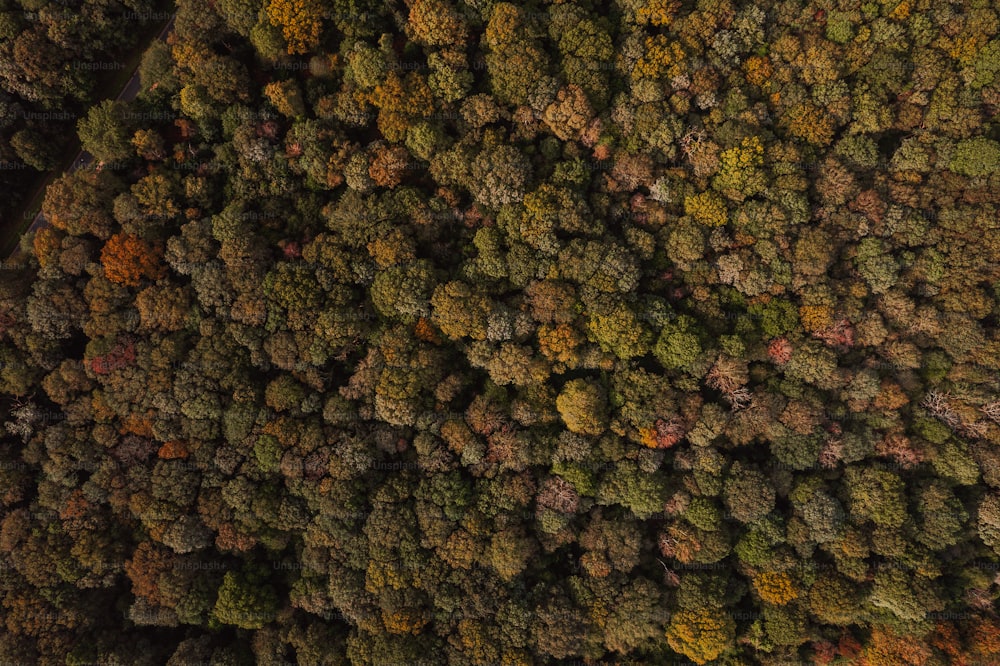 an aerial view of a forest with lots of trees