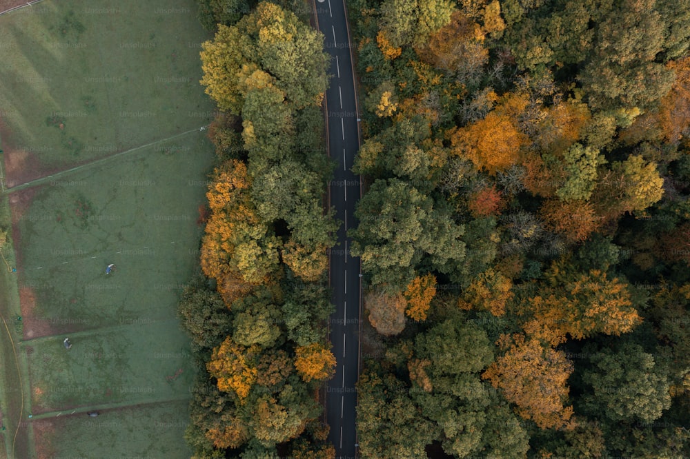 Luftaufnahme einer von Bäumen umgebenen Straße