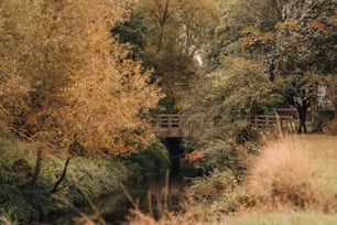 eine Brücke über einen Fluss, der von Bäumen umgeben ist