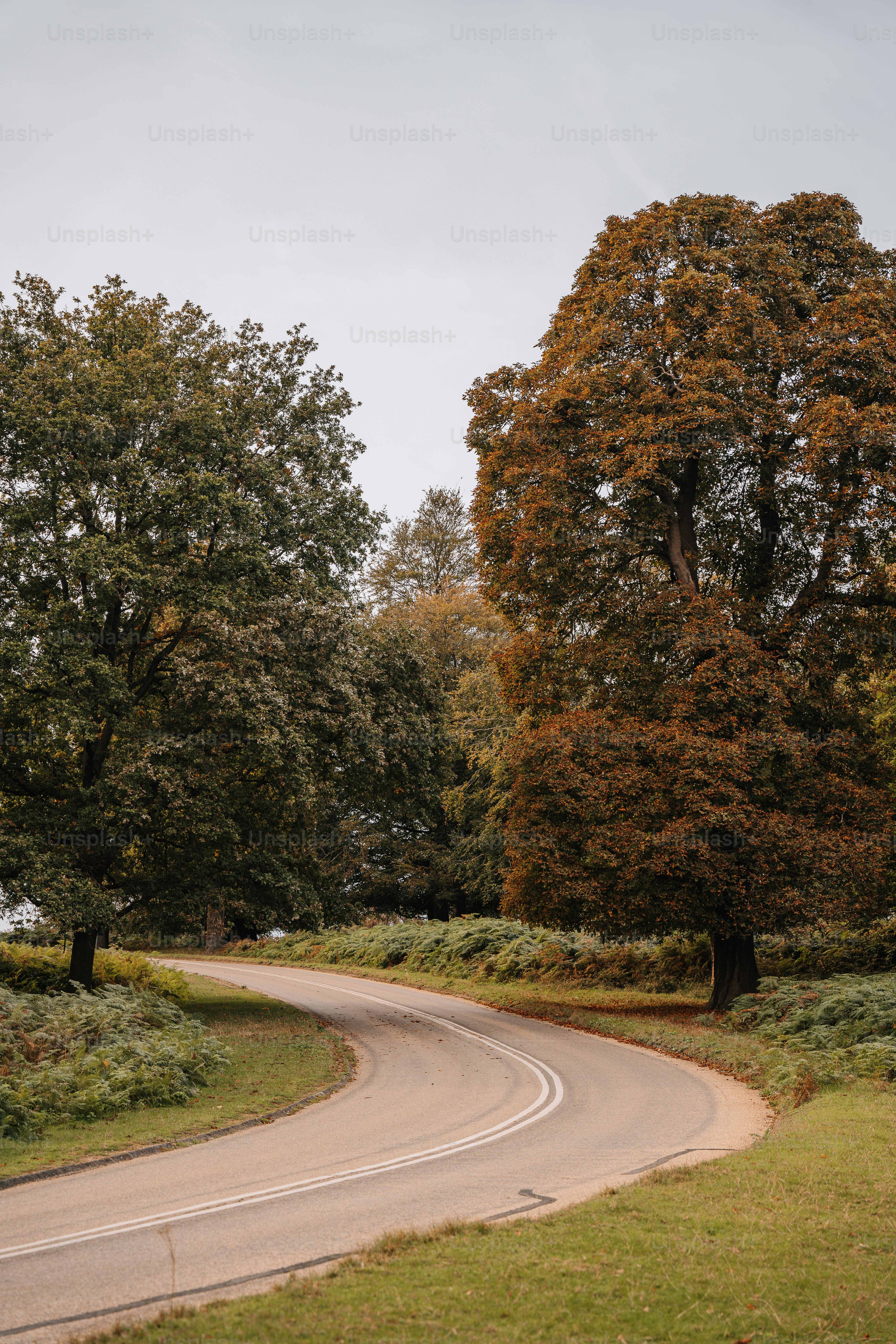 a winding road in the middle of a park