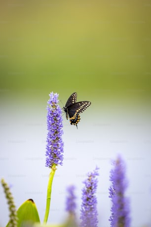 una mariposa negra y amarilla sobre una flor púrpura
