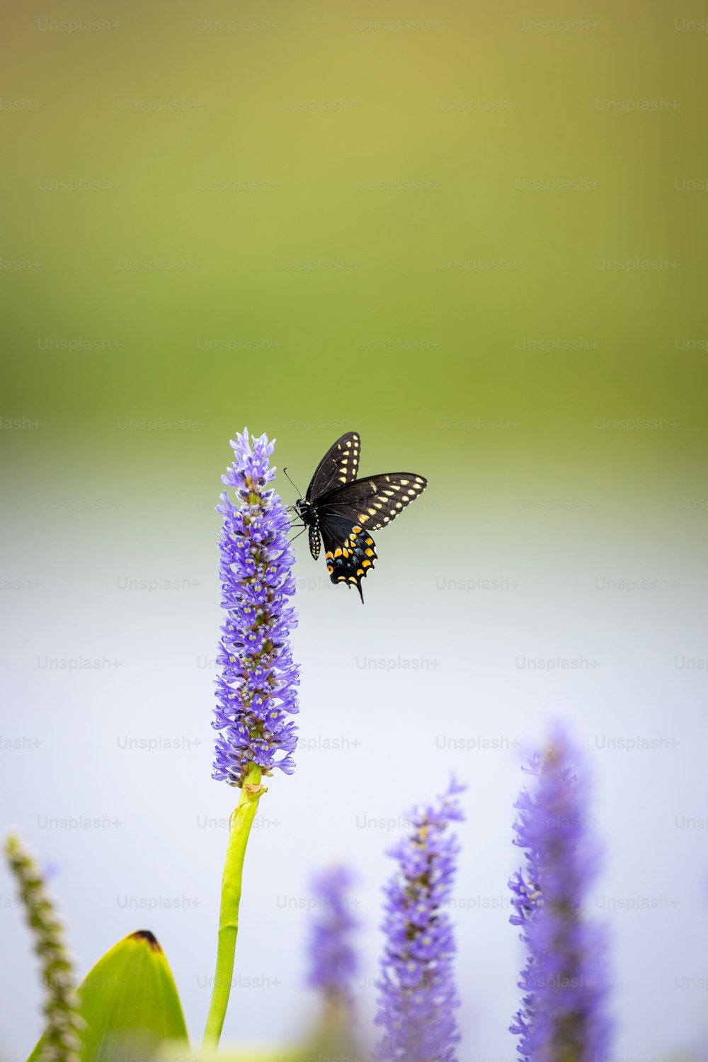 a black and yellow butterfly on a purple flower
