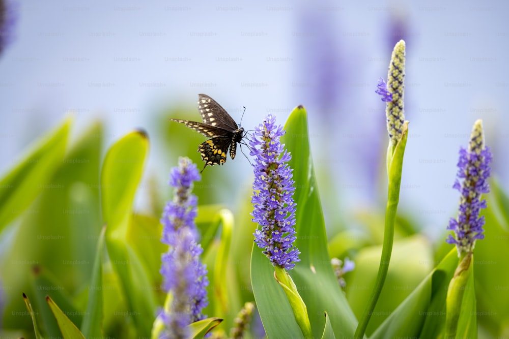 una mariposa que está sentada sobre unas flores moradas