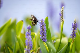 a butterfly that is sitting on some purple flowers