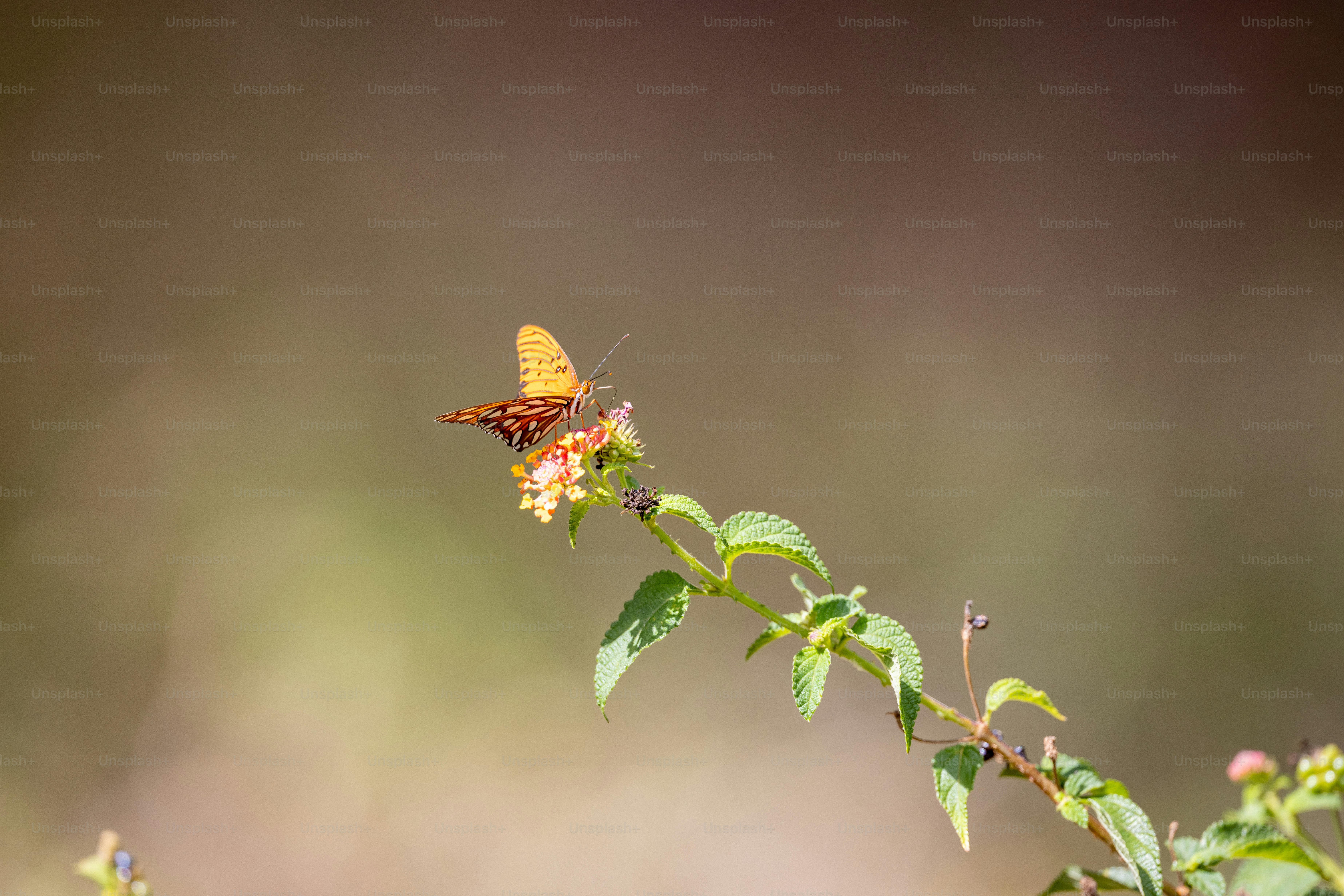 Un papillon assis au sommet d’une plante verte