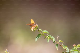 una mariposa sentada en la parte superior de una planta verde
