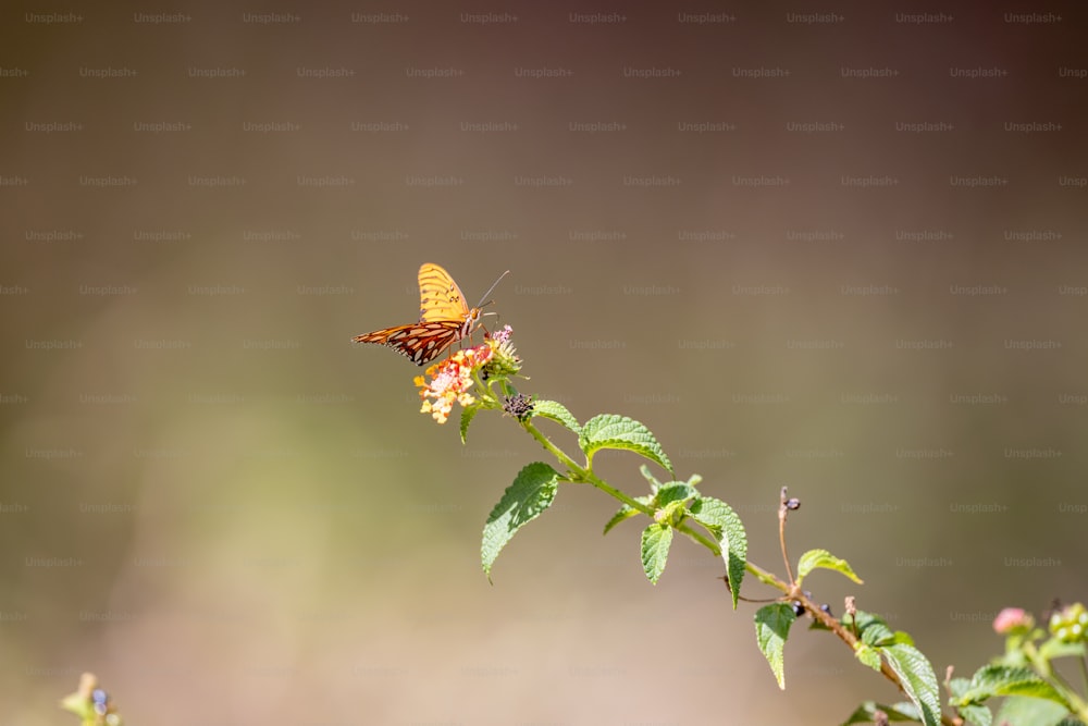 una mariposa sentada en la parte superior de una planta verde
