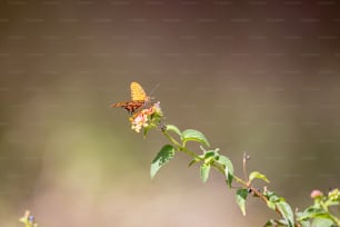 a butterfly sitting on top of a green plant