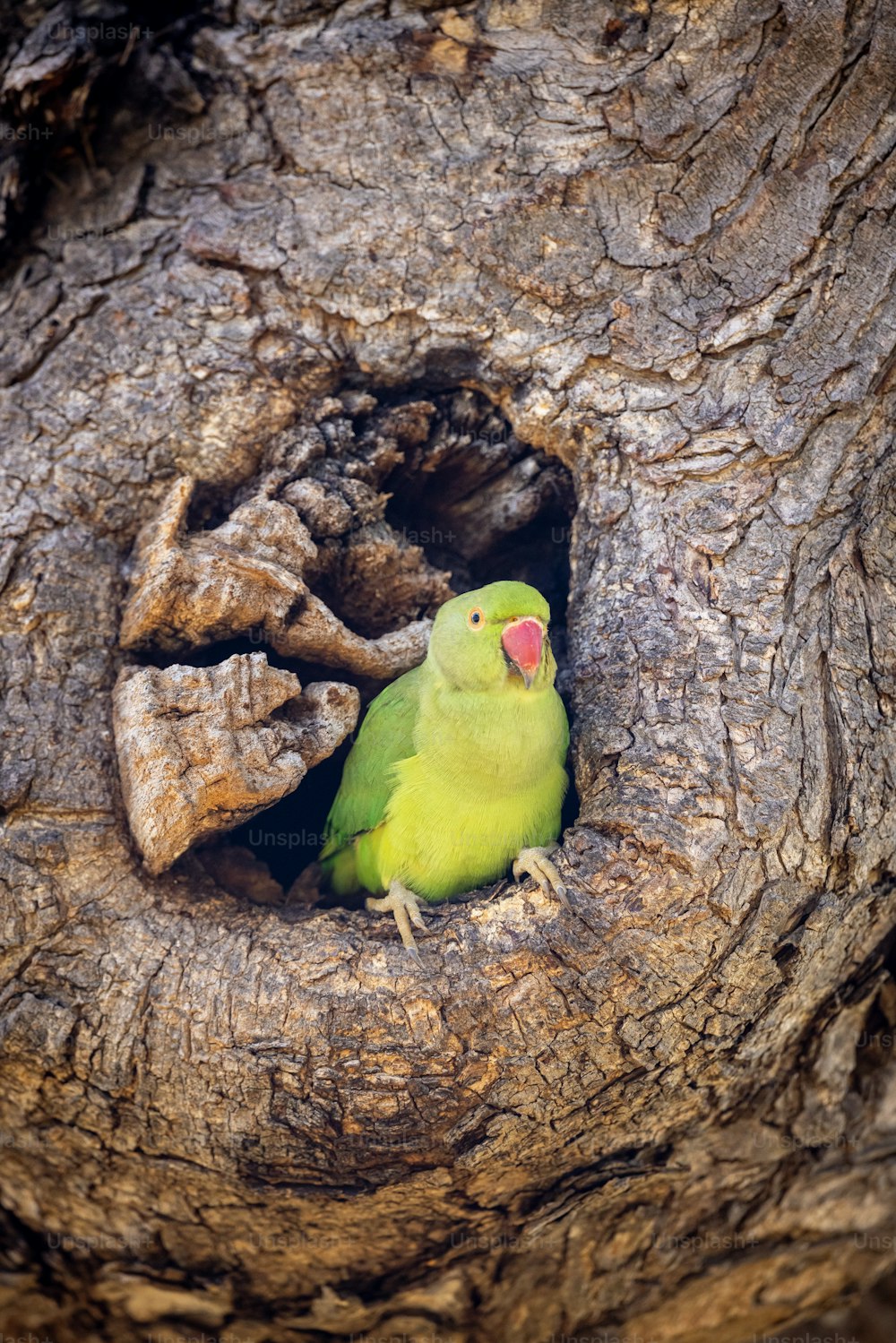 a green bird sitting in a hollow in a tree